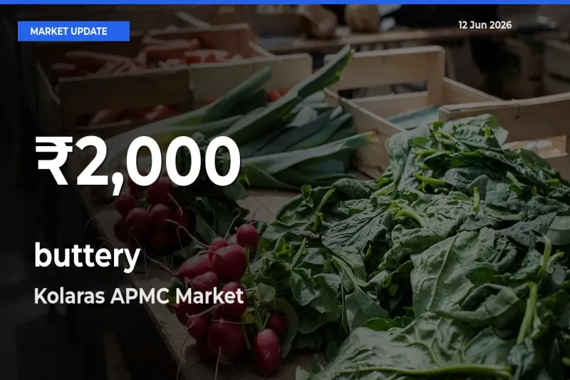 Why buttery Prices Slumped in Kolaras APMC – 30-Day Low Today