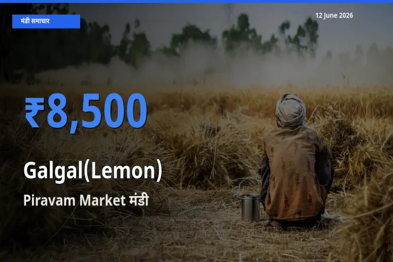 Piravam Market में गलगल(पहाड़ी नींबू) का आज सबसे ऊँचा भाव