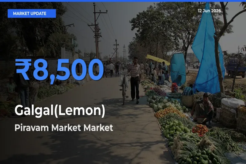 Farmers Prefer Piravam Market as Galgal(Lemon) Hits Highest Rate