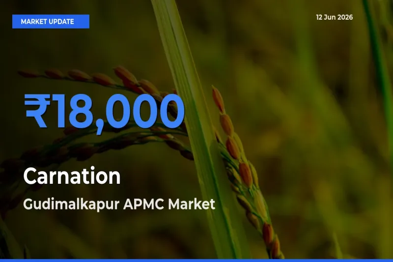 Gudimalkapur APMC Tops Carnation Mandi Rates Today