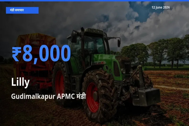 आज लिली के सबसे ऊँचे दाम ₹8,000 Gudimalkapur APMC मंडी में