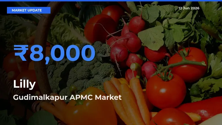 Market Watch: Gudimalkapur APMC Becomes Top Mandi for Lilly - Lilly recorded the highest prices today in Gudimalkapur APMC mandi on 12 Jun 2026.