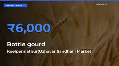 Keelpennathur(Uzhavar Sandhai ) Tops Bottle gourd Mandi Rates Today
