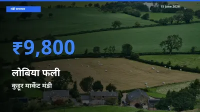 कुट्टूर मार्केट में लोबिया फली का आज सबसे ऊँचा भाव