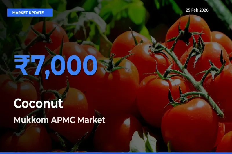 Coconut Mandi Rate Today: Mukkom APMC Tops the List