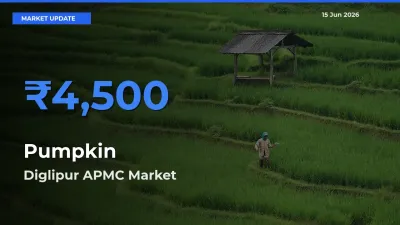 Market Watch: Diglipur APMC Becomes Top Mandi for Pumpkin