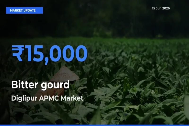 Market Watch: Diglipur APMC Becomes Top Mandi for Bitter gourd