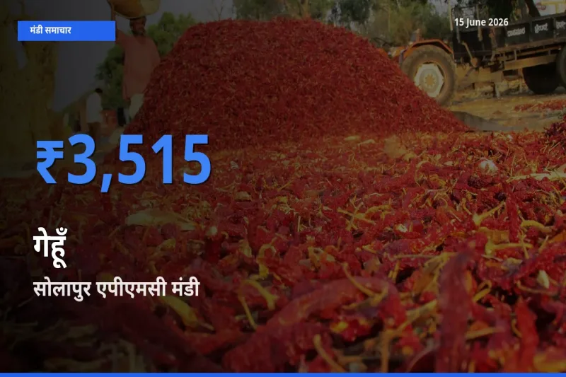 सोलापुर एपीएमसी मंडी में आज गेहूँ के सबसे ऊँचे दाम दर्ज