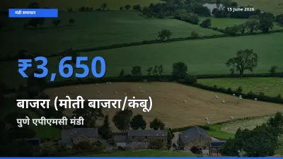15 June अपडेट: बाजरा (मोती बाजरा/कंबू) के सबसे ऊँचे दाम पुणे एपीएमसी मंडी में