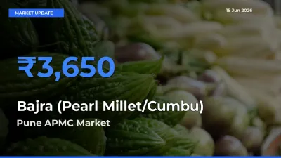 Pune APMC Emerges as Top Mandi for Bajra (Pearl Millet/Cumbu) Prices Today