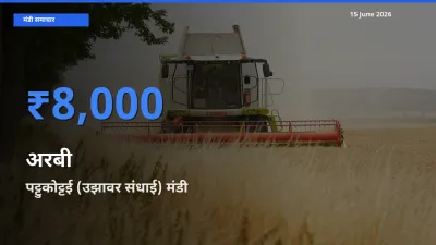 15 June अपडेट: अरबी के सबसे ऊँचे दाम पट्टुकोट्टई (उझावर संधाई) मंडी में