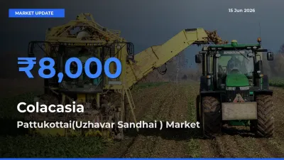 Pattukottai(Uzhavar Sandhai ) Records Highest ₹8,000 Rate for Colacasia