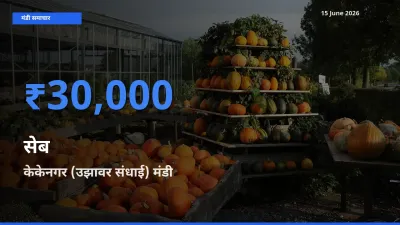 15 June अपडेट: सेब के सबसे ऊँचे दाम केकेनगर (उझावर संधाई) मंडी में