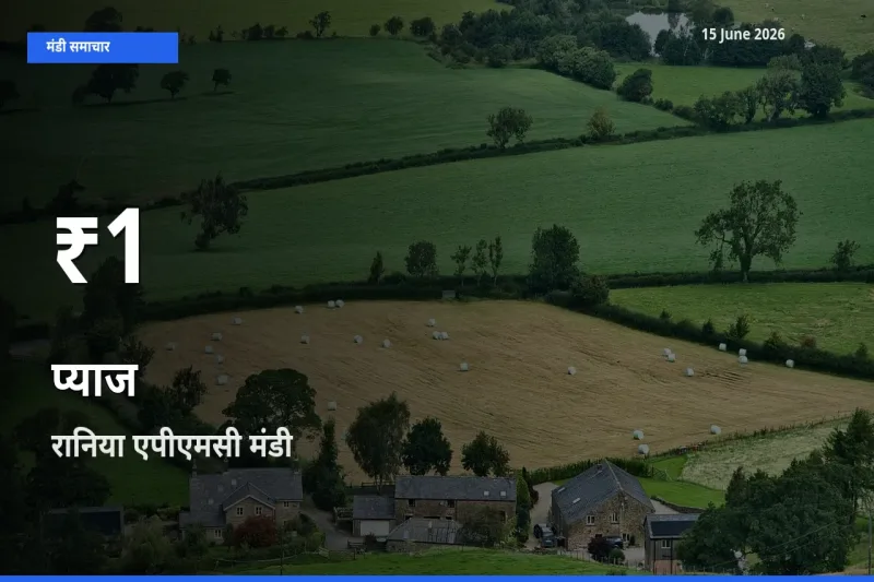 15 June अपडेट: प्याज के दाम 30 दिन के न्यूनतम स्तर पर, रानिया एपीएमसी