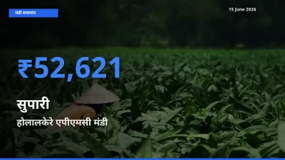 बाज़ार संकेत: होलालकेरे एपीएमसी बना सुपारी के लिए आज की टॉप मंडी