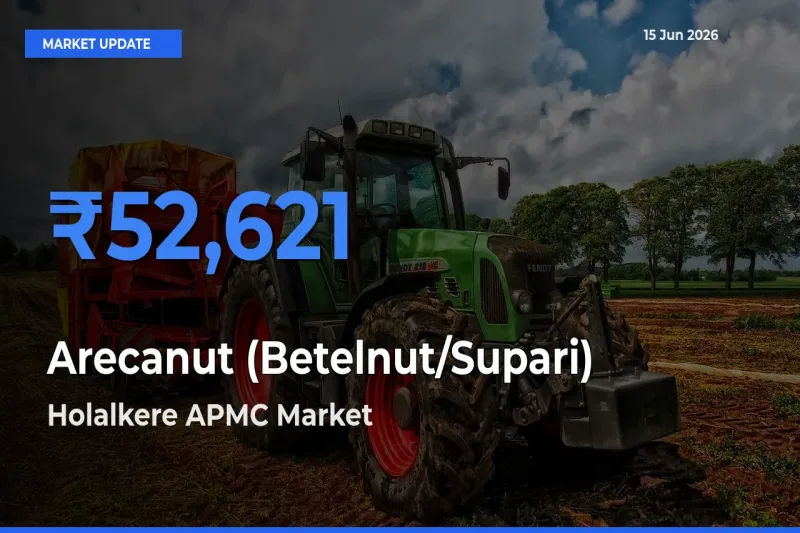 Holalkere APMC Records Highest ₹52,621 Rate for Arecanut (Betelnut/Supari)