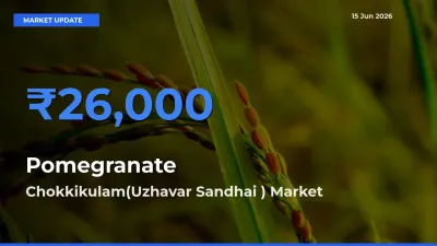 Chokkikulam(Uzhavar Sandhai ) Tops Pomegranate Mandi Rates Today