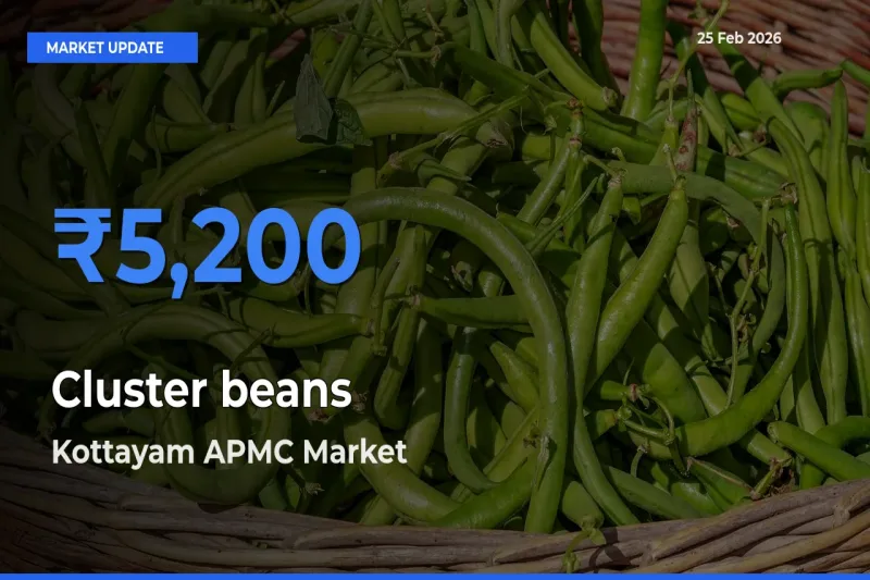 Market Watch: Kottayam APMC Becomes Top Mandi for Cluster beans
