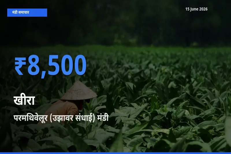 बाज़ार संकेत: परमथिवेलूर (उझावर संधाई) बना खीरा के लिए आज की टॉप मंडी