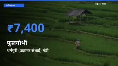 15 June अपडेट: फूलगोभी के सबसे ऊँचे दाम धर्मपुरी (उझावर संधाई) मंडी में