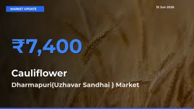 Market Watch: Dharmapuri(Uzhavar Sandhai ) Becomes Top Mandi for Cauliflower