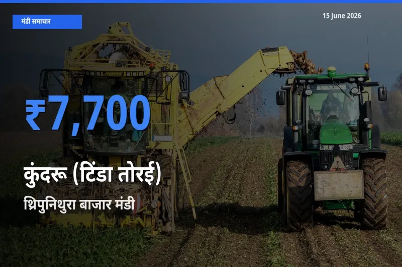 आज कुंदरू (टिंडा तोरई) के सबसे ऊँचे दाम ₹7,700 थ्रिपुनिथुरा बाजार मंडी में