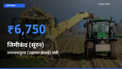 टॉप मंडी बना रामनाथपुरम (उझावर संधाई)! जिमीकंद (सूरन) के सबसे ऊँचे दाम यहीं दर्ज
