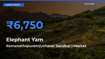 Ramanathapuram(Uzhavar Sandhai ) Emerges as Top Mandi for Elephant Yam Prices Today