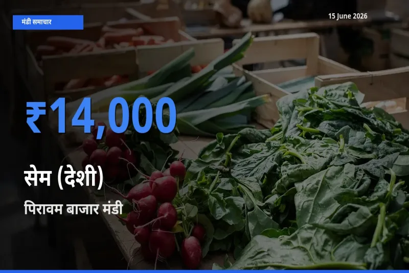 पिरावम बाजार मंडी में सेम (देशी) ₹14,000 पर पहुँचा – आज का सर्वोच्च भाव