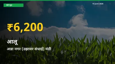 आलू के भावों में जबरदस्त उछाल, अन्ना नगर (उझावर संधाई) में नया उच्च स्तर