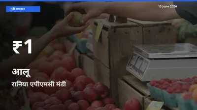 रानिया एपीएमसी में आलू ₹1 पर गिरा – 30 दिन का न्यूनतम भाव