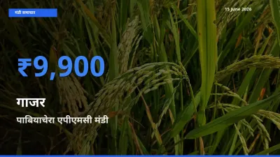 15 June अपडेट: गाजर के सबसे ऊँचे दाम पाबियाचेरा एपीएमसी मंडी में