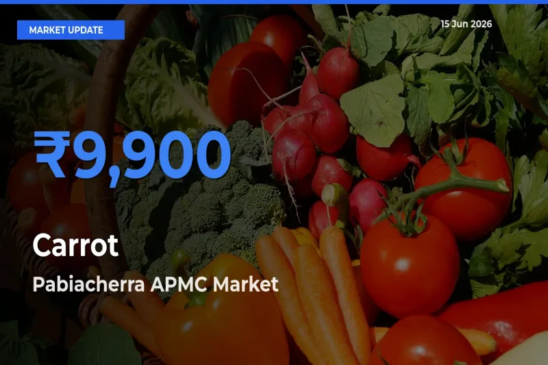 Pabiacherra APMC Emerges as Top Mandi for Carrot Prices Today