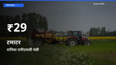 रानिया एपीएमसी में टमाटर के दाम 30 दिन के न्यूनतम स्तर पर, आज का मंडी भाव देखें