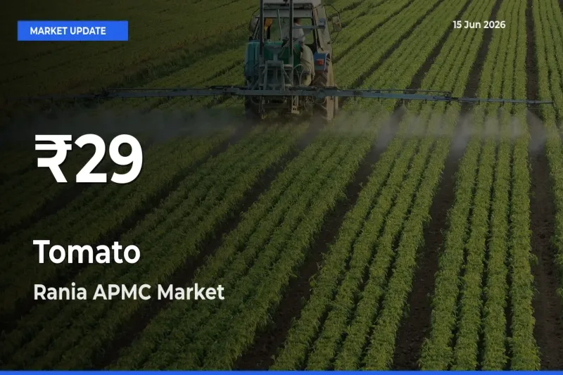 Tomato Prices Touch 30-Day Low in Rania APMC – June 15 Update