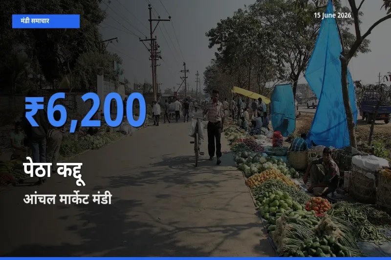 आज पेठा कद्दू के सबसे ऊँचे दाम ₹6,200 आंचल मार्केट मंडी में