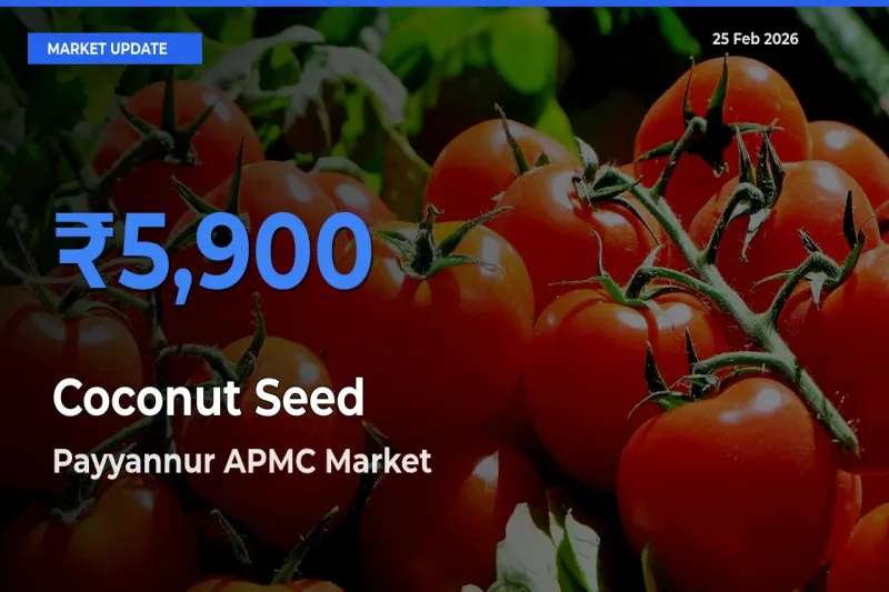 Payyannur APMC Tops Coconut Seed Mandi Rates Today