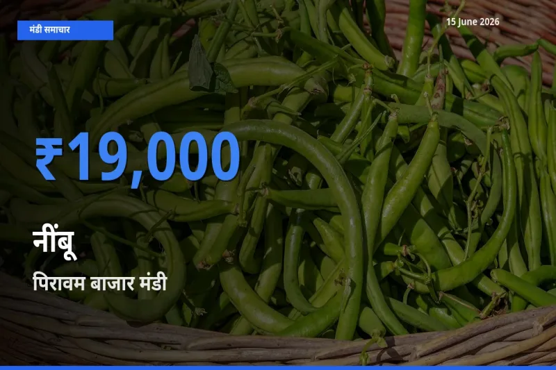 टॉप मंडी बना पिरावम बाजार! नींबू के सबसे ऊँचे दाम यहीं दर्ज