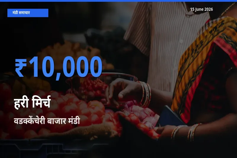 टॉप मंडी बना वडक्केंचेरी बाजार! हरी मिर्च के सबसे ऊँचे दाम यहीं दर्ज