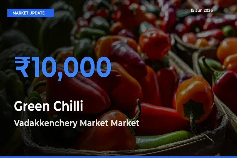 Vadakkenchery Market Tops Green Chilli Mandi Rates Today
