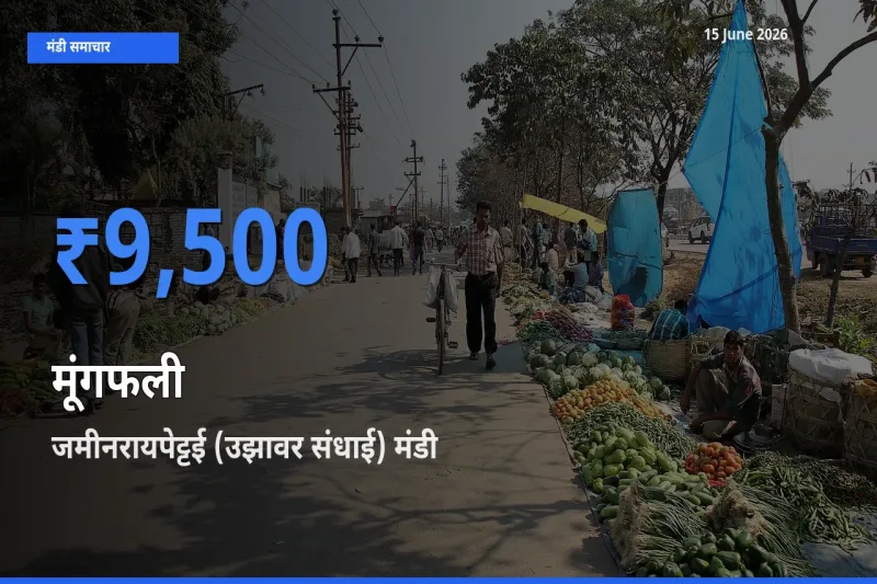 आज मूंगफली के सबसे ज़्यादा दाम जमीनरायपेट्टई (उझावर संधाई) मंडी में दर्ज