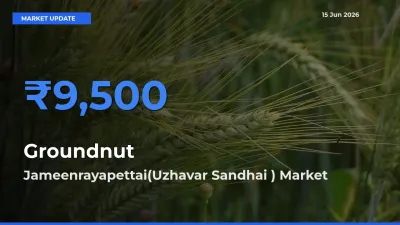 Farmers Prefer Jameenrayapettai(Uzhavar Sandhai ) as Groundnut Hits Highest Rate
