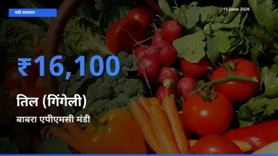 बाबरा एपीएमसी में तिल (गिंगेली) का आज सबसे ऊँचा भाव