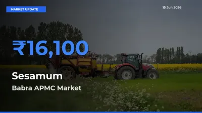 Babra APMC Leads as Top Mandi for Sesamum Prices