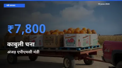 अंजड़ एपीएमसी मंडी में आज काबुली चना के सबसे ऊँचे दाम दर्ज