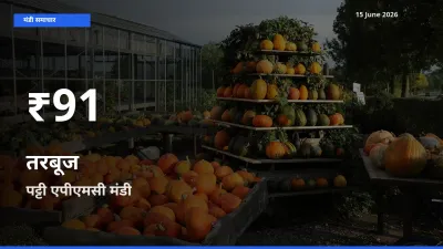 तरबूज के दामों में गिरावट, पट्टी एपीएमसी में 30 दिन का न्यूनतम भाव