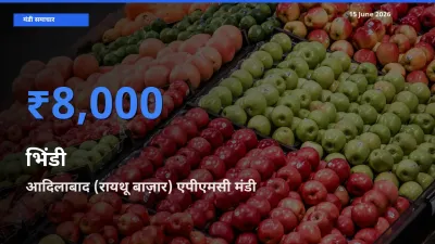 आदिलाबाद (रायथू बाज़ार) एपीएमसी मंडी में आज भिंडी के सबसे ऊँचे दाम दर्ज