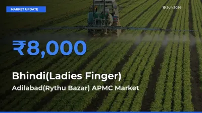 Adilabad(Rythu Bazar) APMC Tops Bhindi(Ladies Finger) Rates – June 15 Market Update