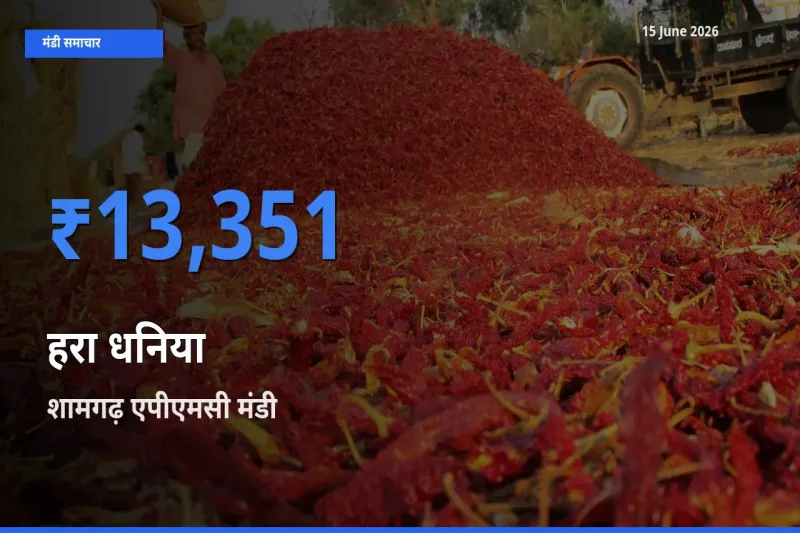 बाज़ार संकेत: शामगढ़ एपीएमसी बना हरा धनिया के लिए आज की टॉप मंडी