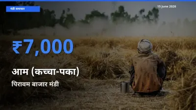 आज आम (कच्चा-पका) के सबसे ऊँचे दाम ₹7,000 पिरावम बाजार मंडी में